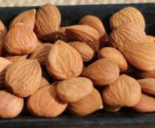 Raw Bitter Apricot Kernel