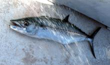 Whole Round Frozen Pacific Mackerel Prices