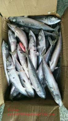 Seafrozen frozen pacific mackerel WR