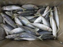 Frozen Horse  Mackerel   Whole   Round 