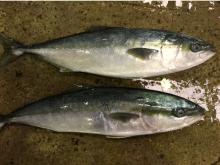  Frozen   Yellow   Tail 