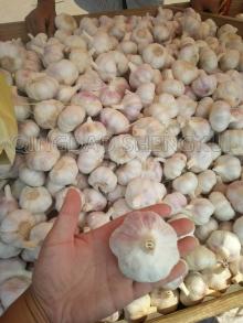 Fresh garlic