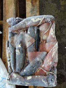Frozen Giant Squid