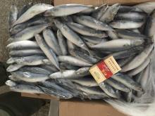 Frozen Pacific Mackerel Whole Round