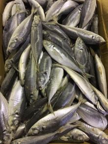 Pacific Mackerel Whole Round