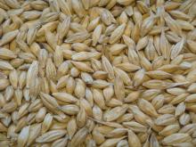 Animals feed barley with cheap price