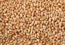 Best Quality Milling Wheat, Feed Wheat, Buck wheat