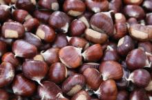 chestnuts with best quality 2016