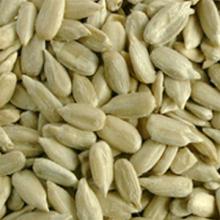  sunflower   seed s kernel confectionery grade& bakery  grade