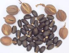 Best quality Jatropha Seeds