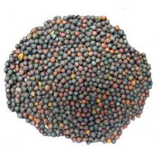 New Crop Rape Seeds for Sale