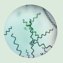 factory supply spirulina food additive