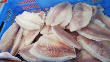  Tilapia  Fillets