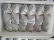 Frozen  Silver   Pomfret 