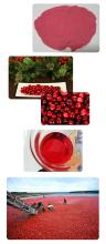  Organic   Cranberry  Extract Proanthocyanidins