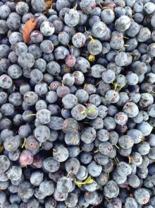  Organic  blueberry extract anthocyanidins 1%.5%,25%