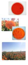  Marigold   extract   lutein  5%,10%.20%