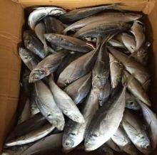 Frozen WR Horse Mackerel