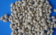 White kidney beans Japanse type