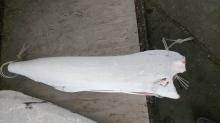 Frozen  Marlin   Fish 
