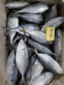  Frozen  Scad