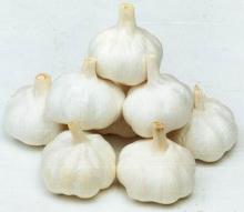 wholesale price pure white fresh garlic