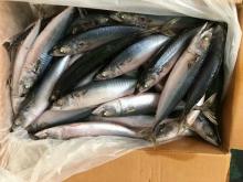 Frozen New Pacific Mackerel