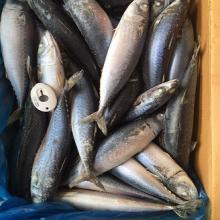 Frozen  New   Pacific   Mackerel  Fish WR