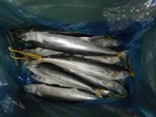 Frozen Spanish Mackerel WR