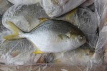  Frozen   Golden  Pomfret  Fish 