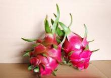 VIETNAM FRUIT, FRESH DRAGON FRUIT CHEAP PRICE
