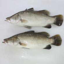 Barramundi Whole Round