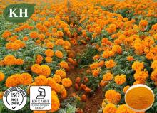 100% Pure Natural  Marigold   Extract  Lutein  Zeaxanthin 