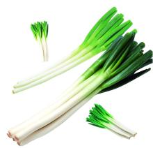 High quality lowest price fresh onion