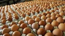 Fresh Brown Table Chicken Eggs for sale now