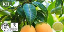 Natural Plant Mango Leaf Extract Mangiferin 90%, 95% by HPLC