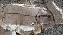  DRY   SALTED  DONKEY HIDES FROM KENYA