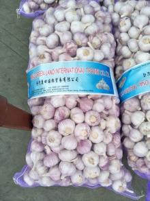 fresh garlic