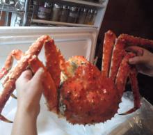 Live Norwegian Red King Crab