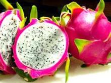 VIETNAM DRAGON FRUIT, GLOBAL GAP QUALITY