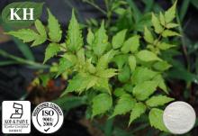 High Purity Vine Tea Extract Dihydromyricetin 98% by HPLC