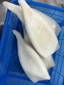 Frozen Squid Tubes