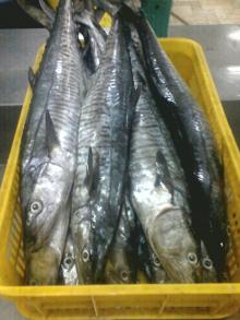  Frozen   Kingfish 