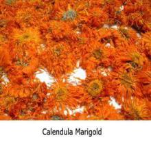 Calendula plates