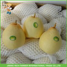 Super Quality Fresh Ya Pear 9kg For Sale