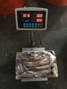 Frozen Squid Tentacle