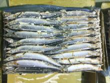 Frozen  Saury 