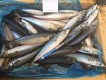 Pacific Mackerel HG
