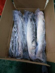 Grey Mullet
