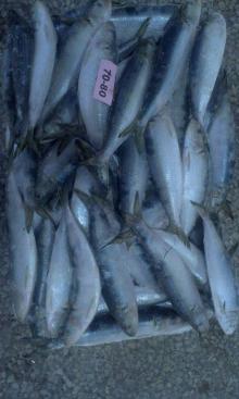 Frozen Sardine